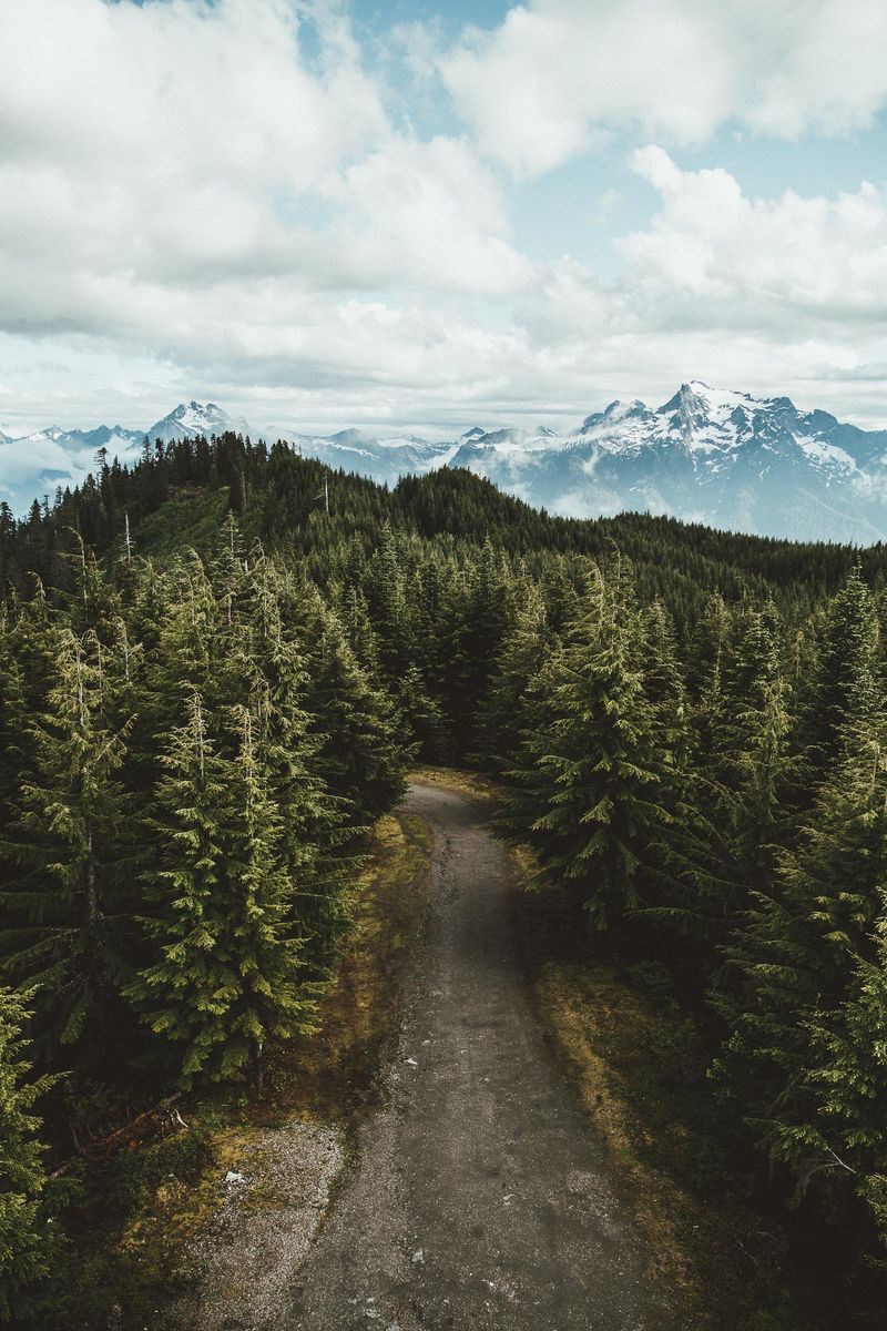 Planinske pozadine za iPhone sa šumom
