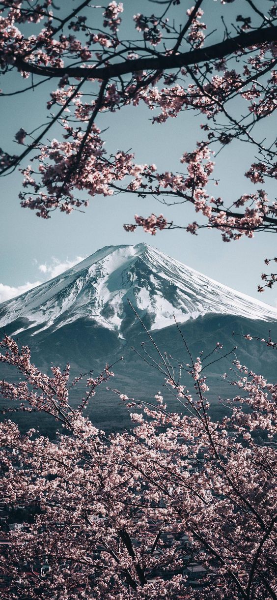 Fuji planinska pozadina iPhone, iphone planinska pozadina s trešnjinim cvjetovima