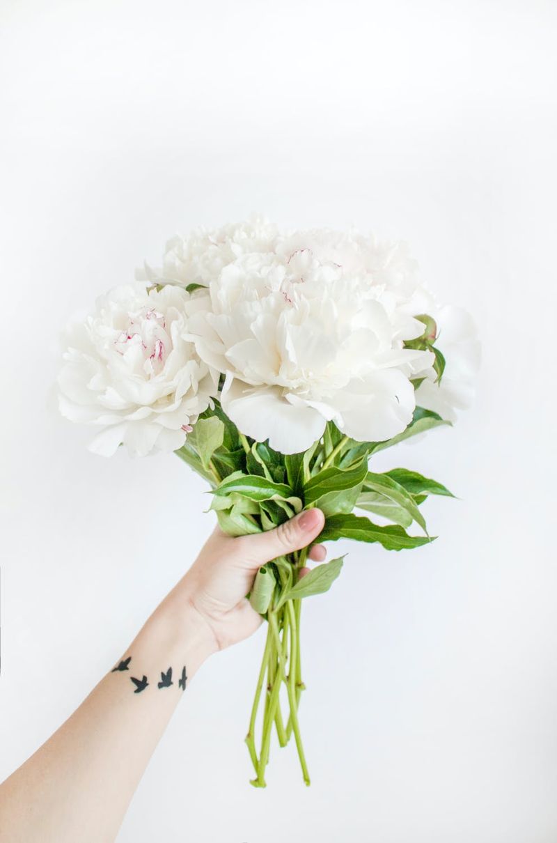 Bijelo cvijeće iPhone pozadine
