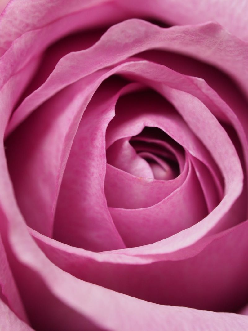 Prekrasne pozadine s ružičastim ružama za iPhone