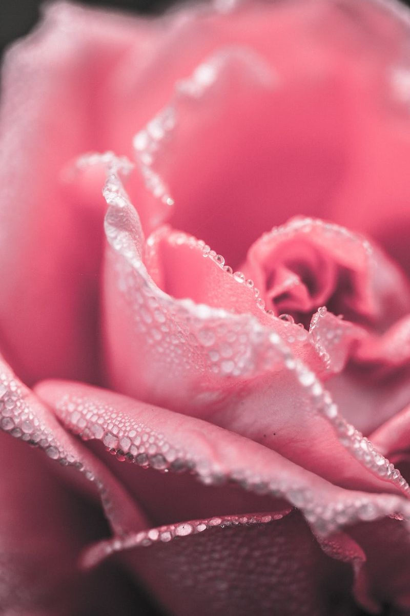 Prekrasne pozadine s ružičastim ružama za iPhone