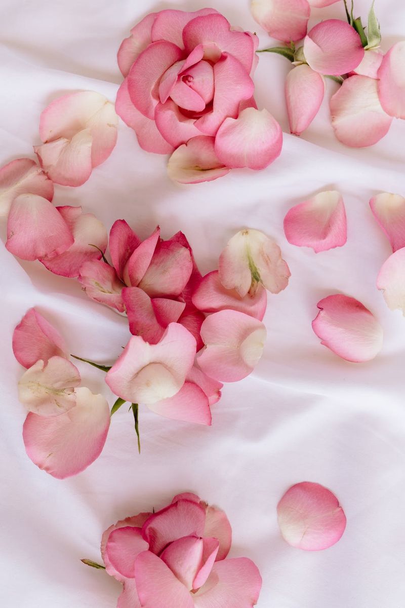 Ružičaste latice ruže Pozadine za iPhone, lijepe pozadine cvijeća