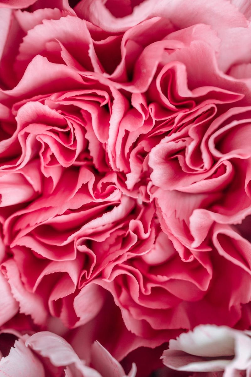 Pozadine za iPhone s ružičastim cvijetom