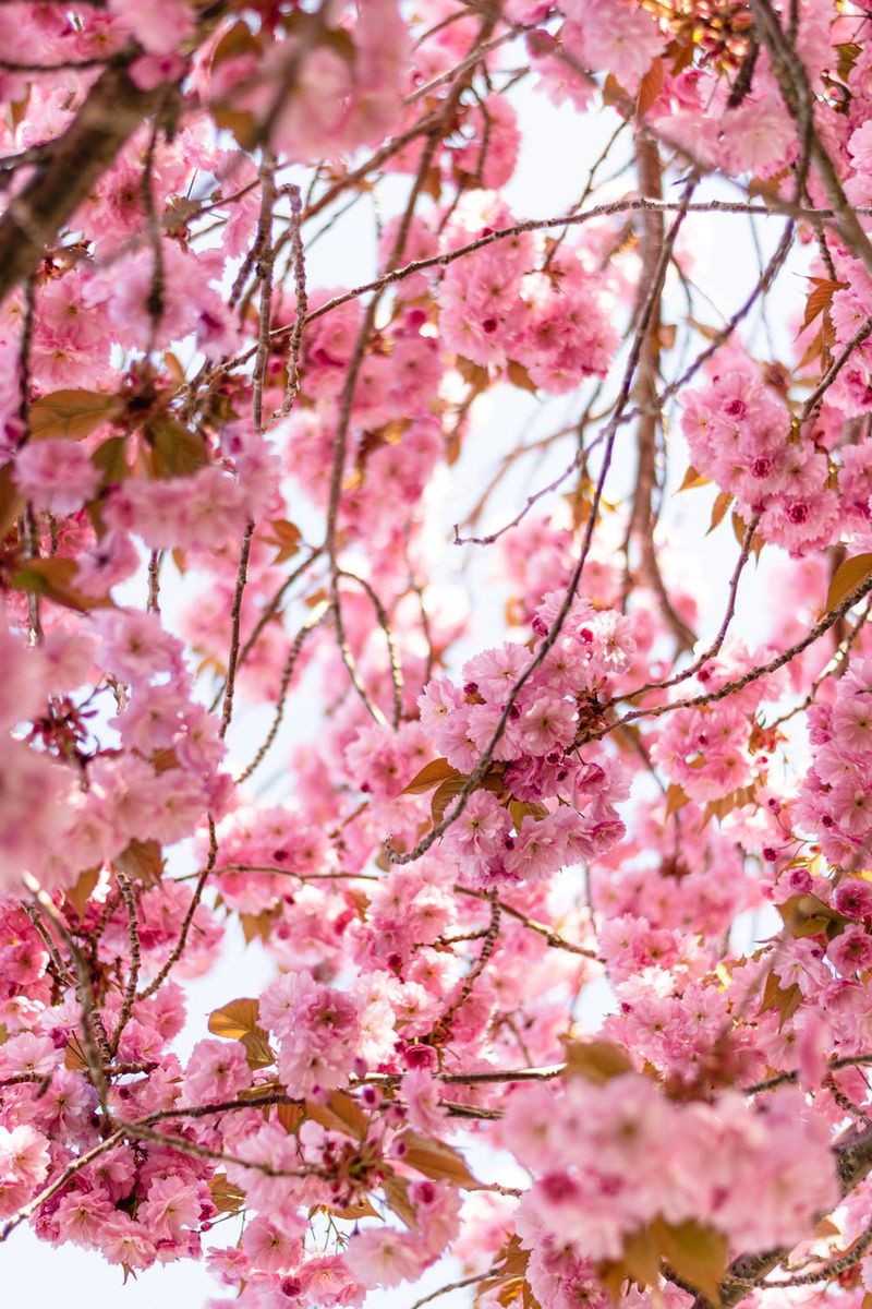 Pozadine za iPhone s cvijetom trešnje